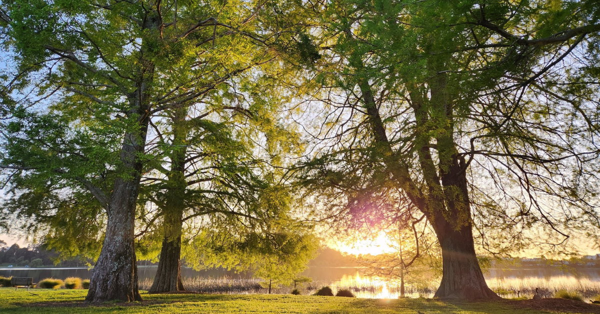 Hamilton Lake Domain WaikatoNZ