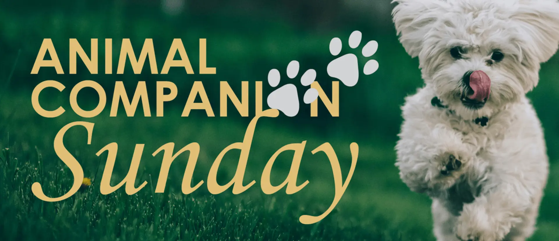 Animal Companion Sunday