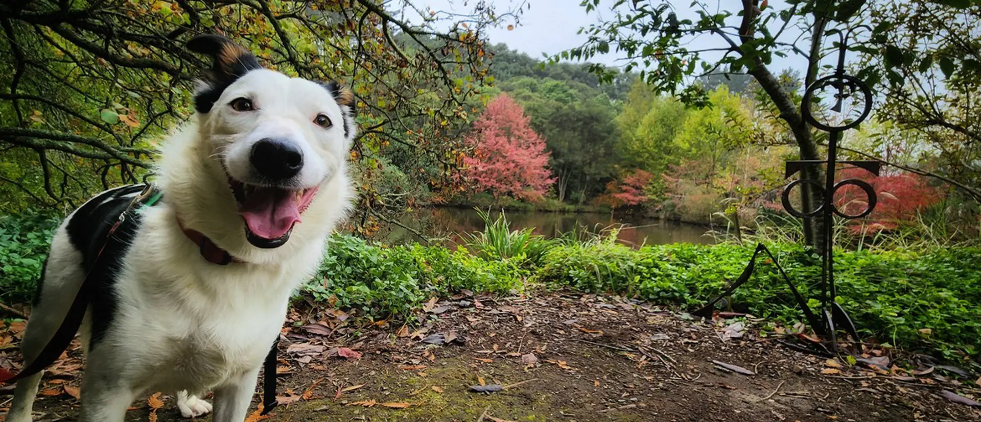 Dog Day at the Sculpture Park (1)