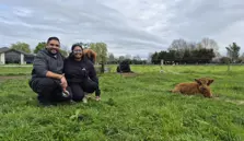 Seasonal Baby Highland Calves