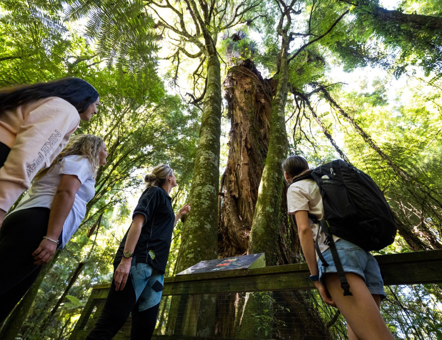 Sanctuary Mountain Maungatautari