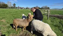 Damara and Valais Blacknose Sheep