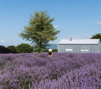 A person wearing a hat stands in a beautiful lavender farm under a clear blue sky. Blooms stretch endlessly, with a solitary tree and small gray building in the background, surrounded by lush green foliage. The air is filled with the soothing scent of essential oil wafting from the fields - perfect summer activity in Waikato.