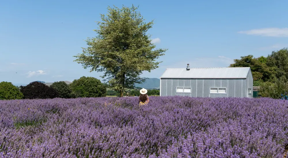 A person wearing a hat stands in a beautiful lavender farm under a clear blue sky. Blooms stretch endlessly, with a solitary tree and small gray building in the background, surrounded by lush green foliage. The air is filled with the soothing scent of essential oil wafting from the fields - perfect summer activity in Waikato.