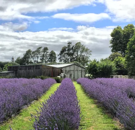 Lavender Backyard Garden
