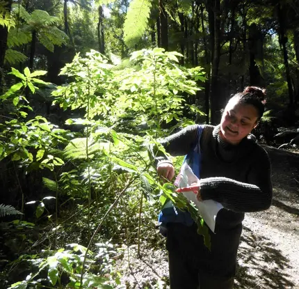 Sanctuary Mountain Maungatautari