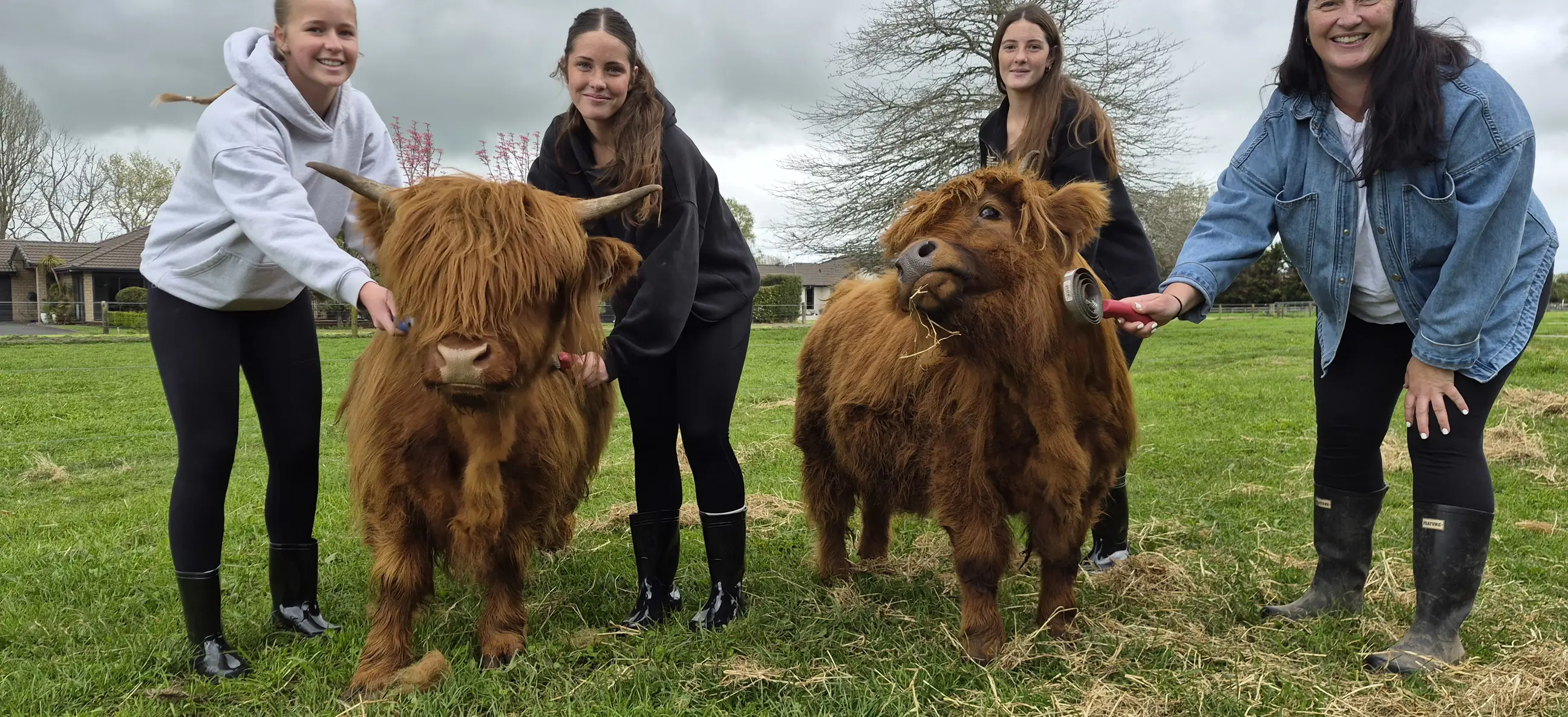 Miniature Highlands