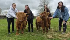Miniature Highlands