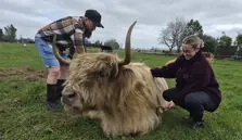 Mature Highland Cows