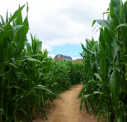 Bucking Boar Cornfield Maze
