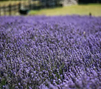 A vast field of purple lavender blooms under the sunlight, part of renowned lavender farms in the Waikato, with a wooden fence and green grass visible in the background.