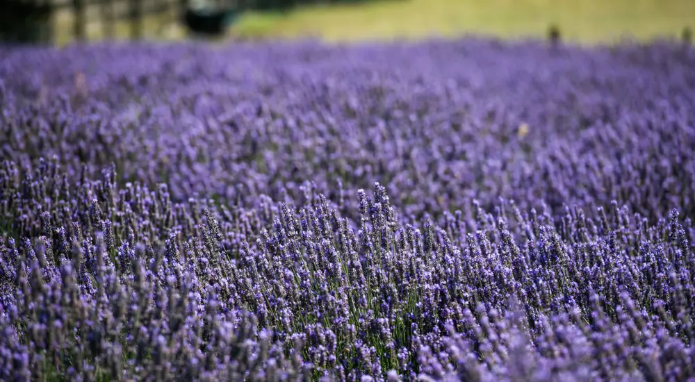 A vast field of purple lavender blooms under the sunlight, part of renowned lavender farms in the Waikato, with a wooden fence and green grass visible in the background.