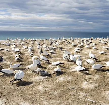 Cape Kidnappers